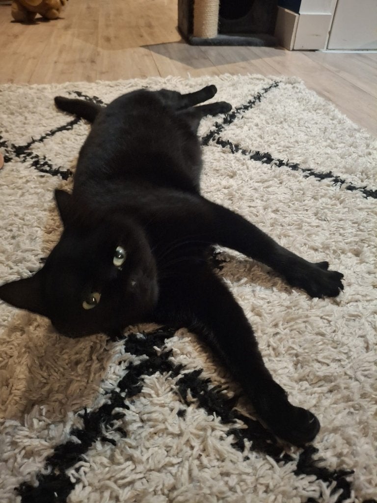 Lieve poes zoekt nieuw huis, Dieren en Toebehoren, Katten en Kittens | Overige Katten, Poes, Kortharig, 3 tot 5 jaar