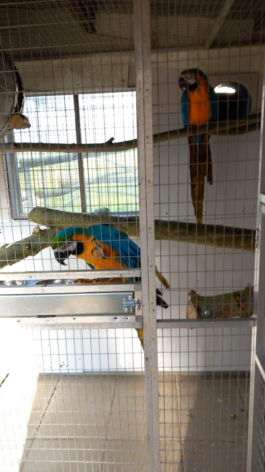Koppel blauw gele Ara's, Dieren en Toebehoren, Meerdere dieren, Papegaai