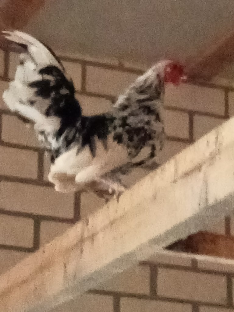 krielkippen, Meerdere dieren, Kip