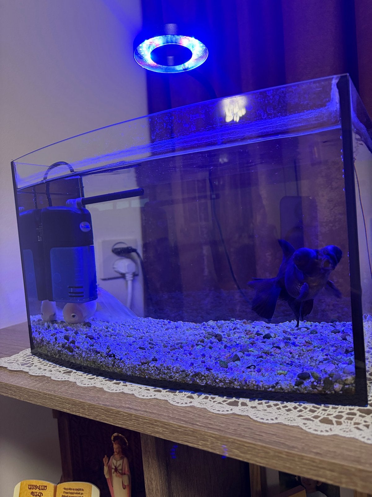 Goudvissen met aquarium te koop, Dieren en Toebehoren, Ophalen, Gevuld zoetwateraquarium