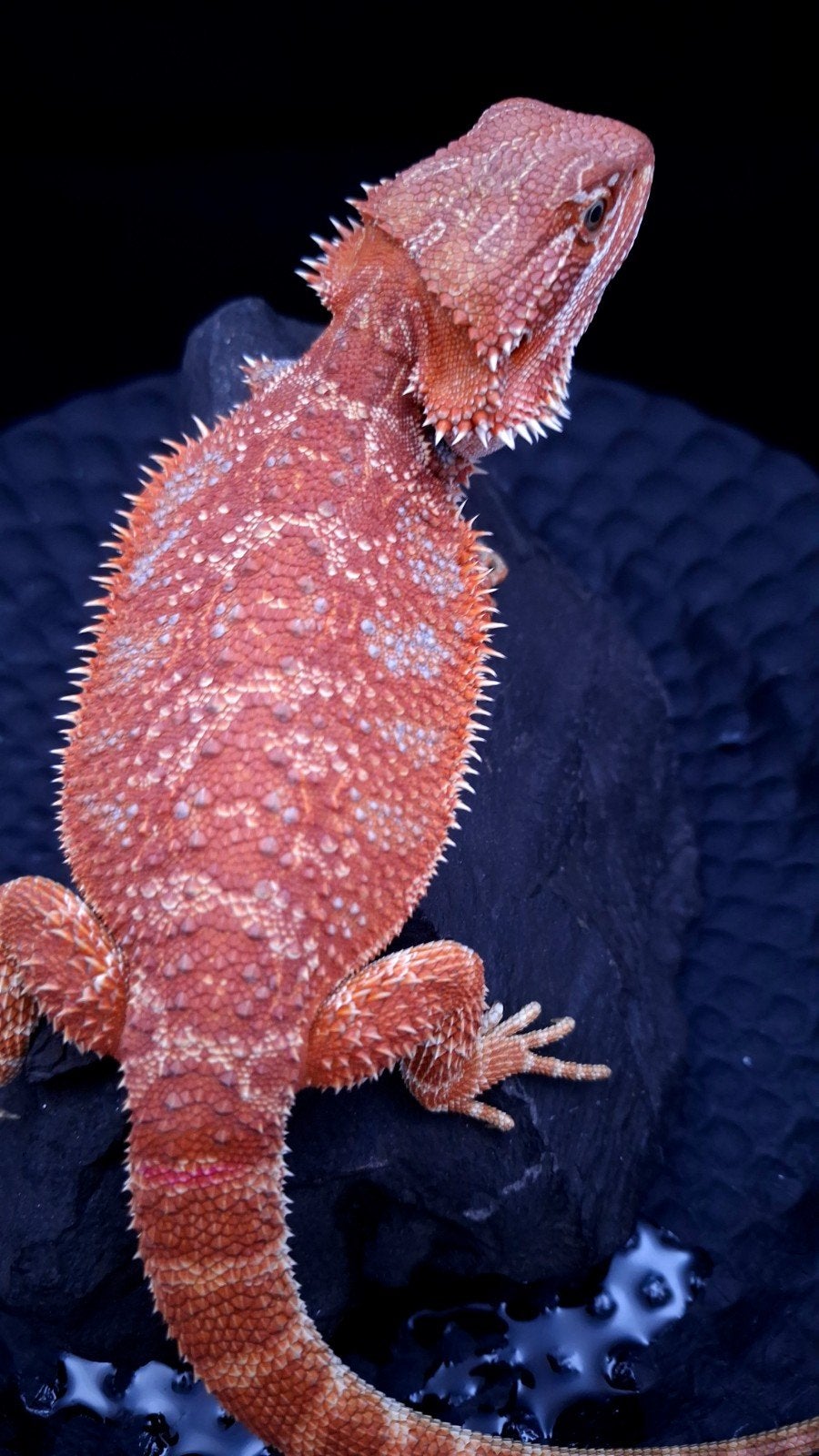 50% Red Monster Hypo het. Translucent Blue Bar Vrouw, Dieren en Toebehoren, Hagedis, 0 tot 2 jaar