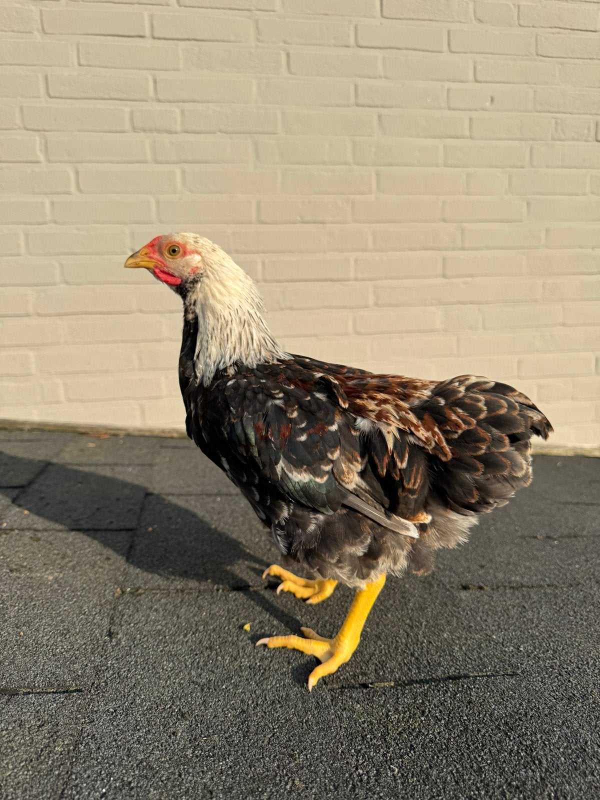 Jonge wyandotte kriel haan, Mannelijk, Kip