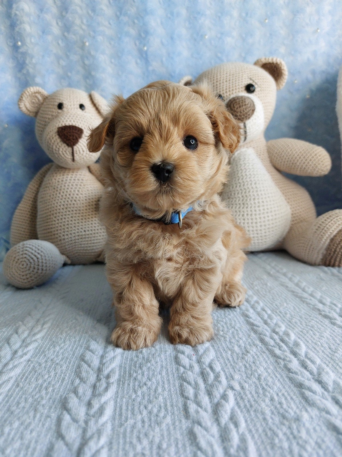 mini maltipoo pup reutjes, Parvo, 8 tot 15 weken, Meerdere, Nederland