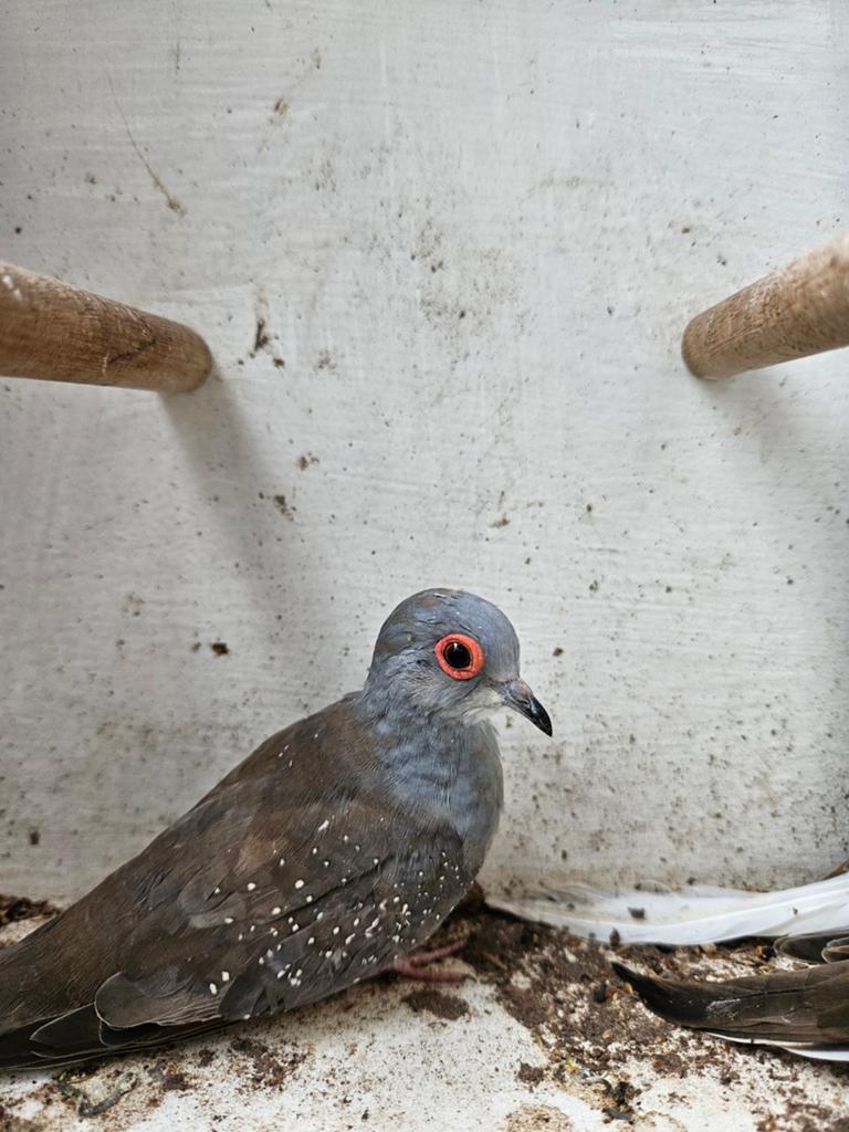 Diamantduifjes, Dieren en Toebehoren, Meerdere dieren