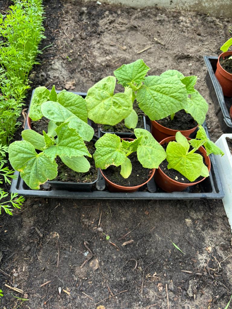 Groenteplanten, Tuin en Terras, Planten | Tuinplanten, Ophalen of Verzenden, Eenjarig, Groenteplanten, Volle zon