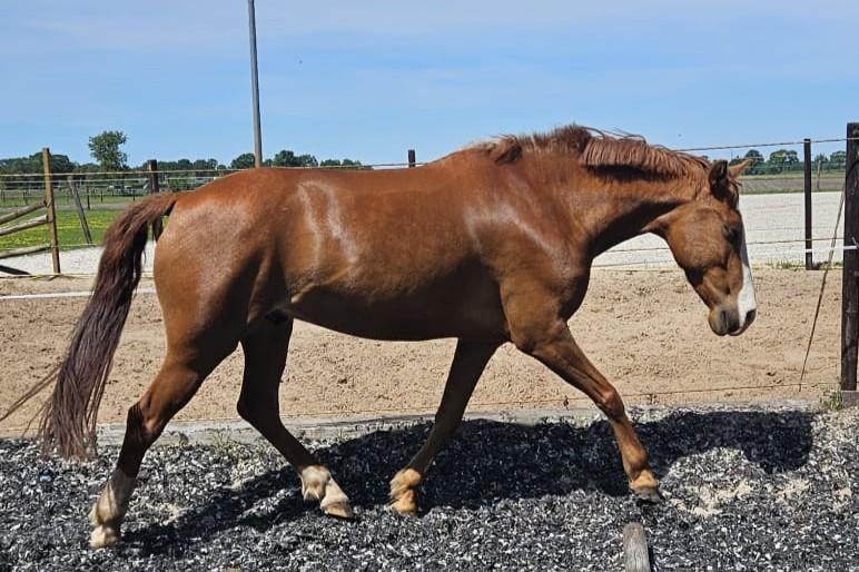 prachtige  9 jarige D dressuur/recreatie ponyruin, Gechipt, Ruin, Dressuurpony, L