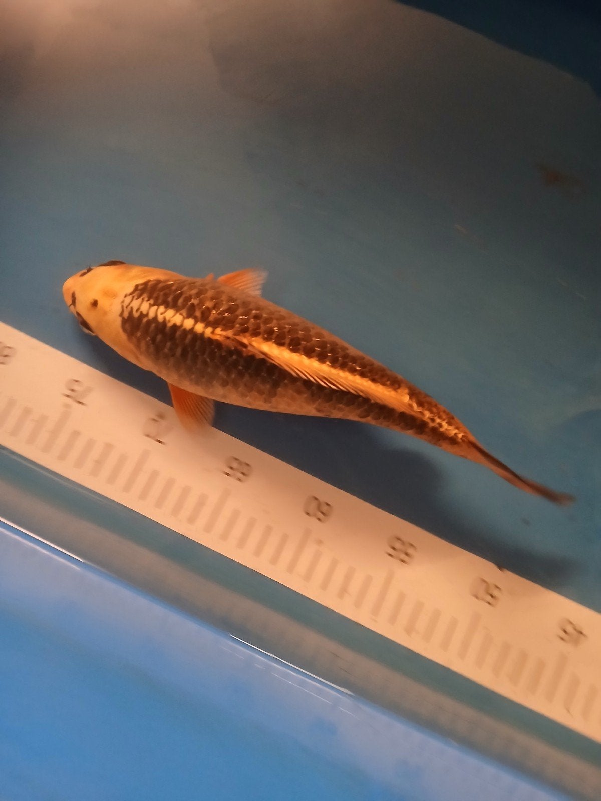 te koop koi karper, Dieren en Toebehoren, Overige typen