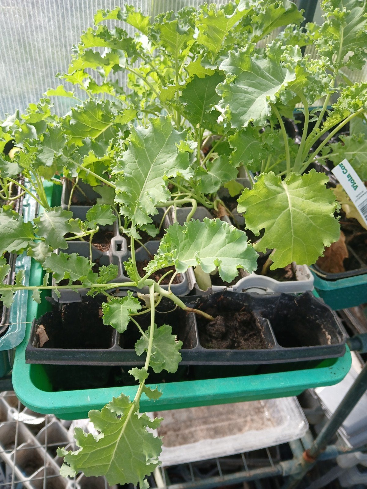 boerenkool planten, Ophalen, Winter, Overige soorten, Halfschaduw