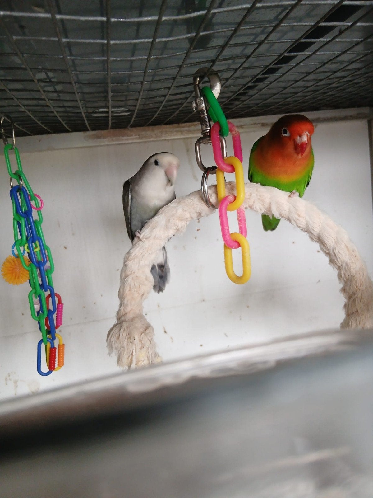 Mooi koppel agapornissen, Meerdere dieren, Dwergpapegaai of Agapornis, Geringd