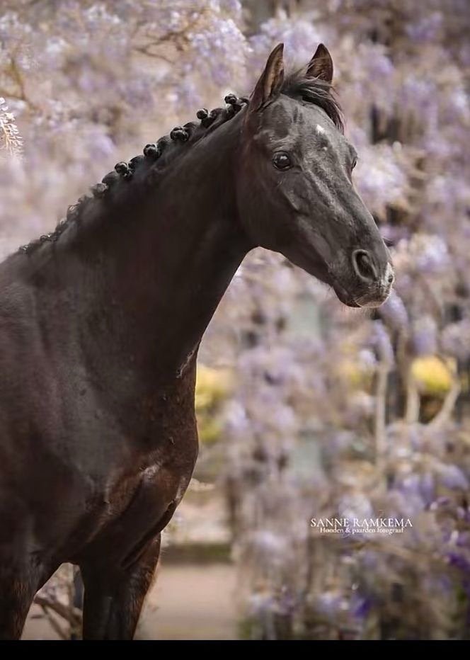 Lieve recreatie C pony, Ruin, Recreatiepaard, 11 jaar of ouder