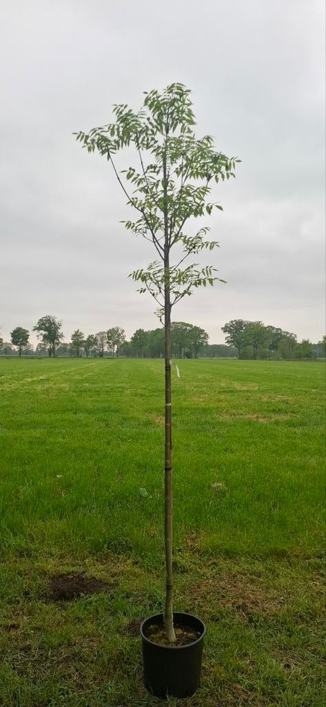 Fraxinus 'atlas'.  Es, Ophalen
