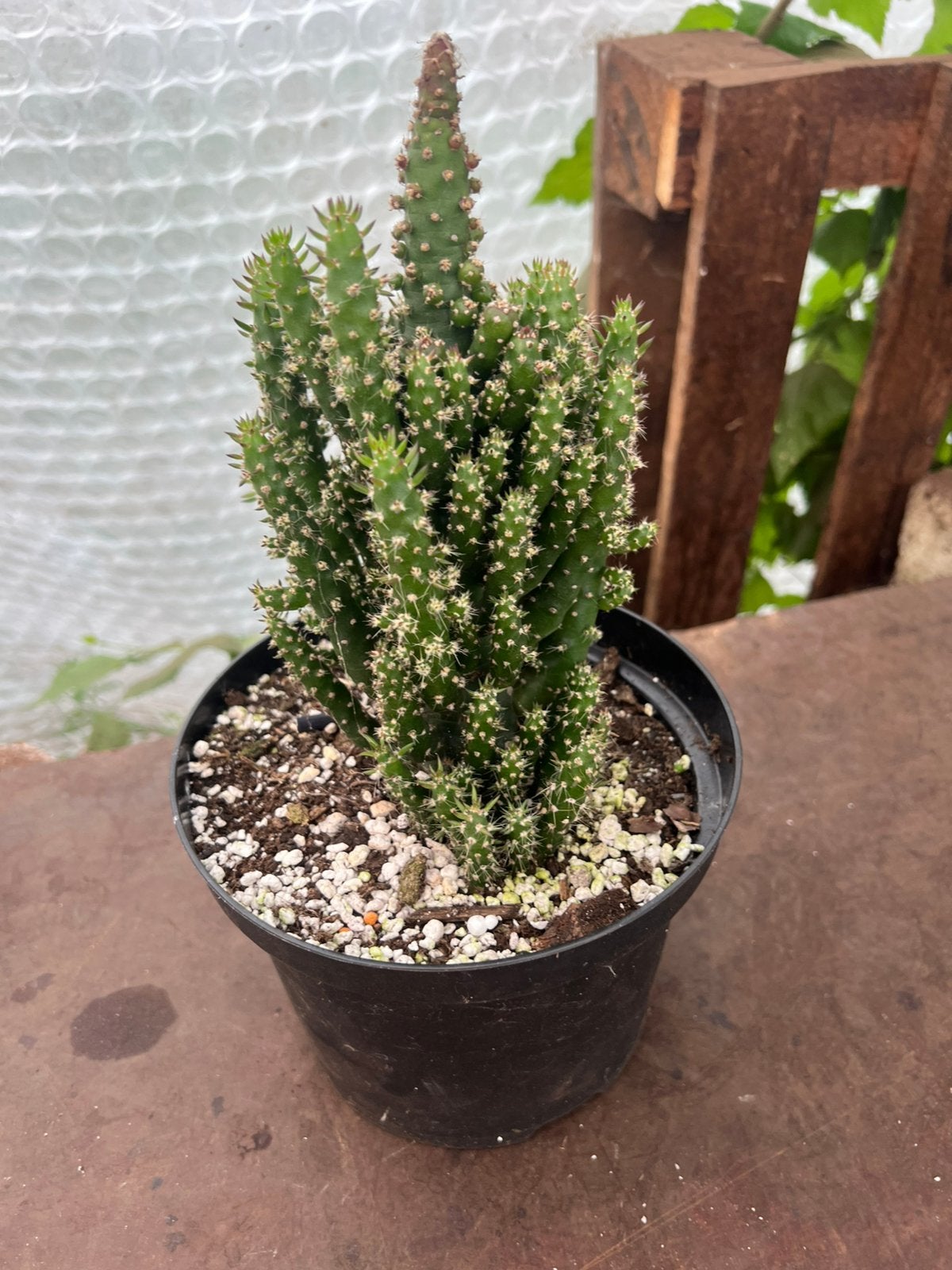 Ulubtia subulata pot17, Ophalen, Volle zon, Overige soorten, Minder dan 100 cm