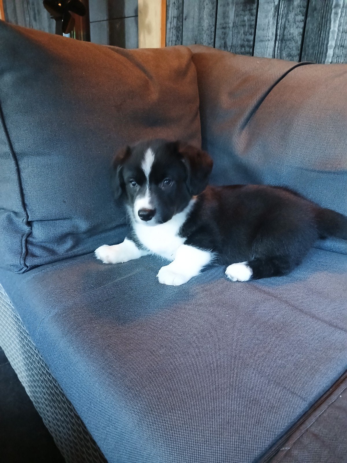Te koop Prachtige Welsh Corgi Cardigan Pups, Dieren en Toebehoren, CDV (hondenziekte), 8 tot 15 weken, Meerdere, Meerdere dieren