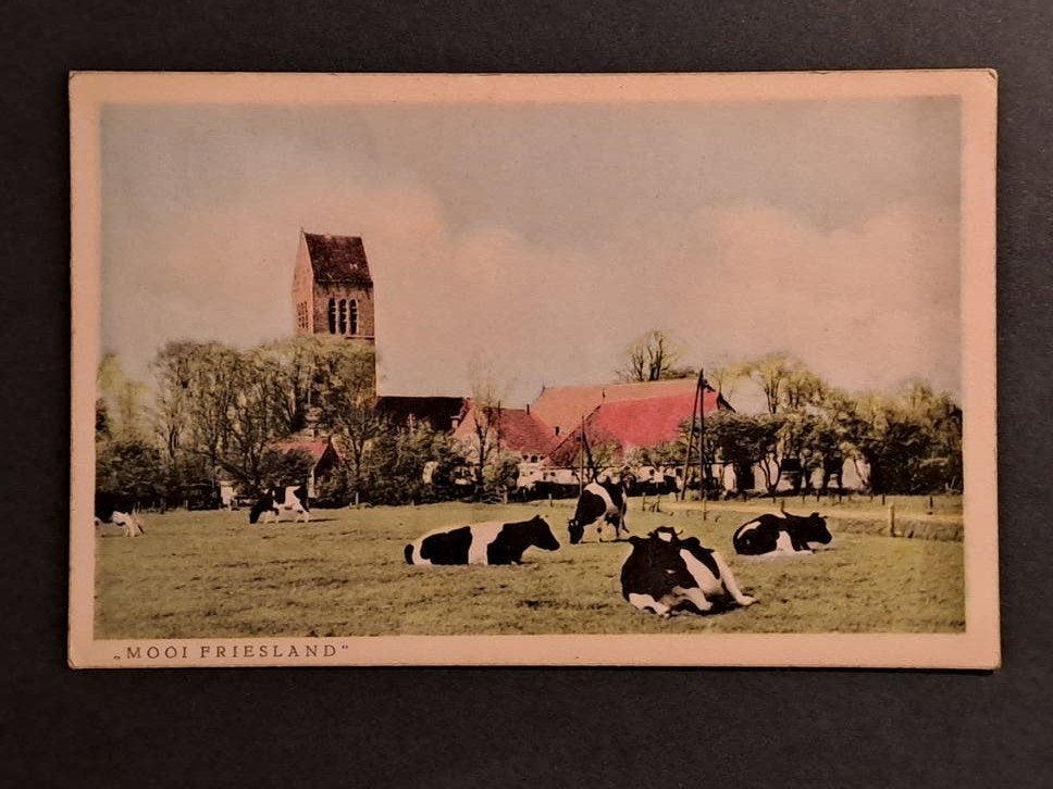 Mooi Friesland Boerderij Koeien Kerktoren, Verzenden, 1940 tot 1960, Gelopen, Friesland