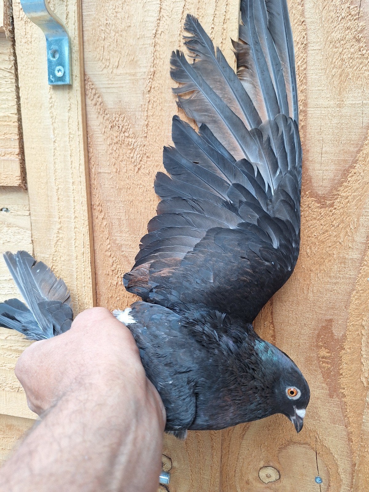 kite duivin kleurpostduif tt waardig, Dieren en Toebehoren, Vrouwelijk, Postduif