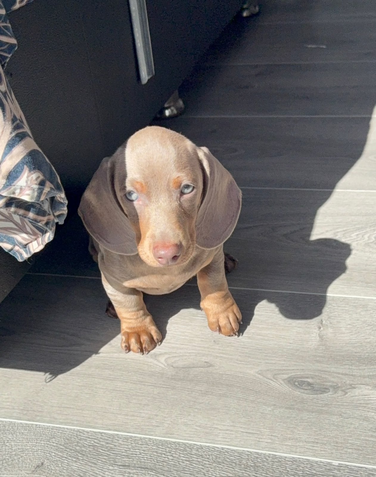 Teckel lilac, Dieren en Toebehoren, Honden | Teckels en Dashonden, Parvo, Reu, 8 tot 15 weken, Korthaar