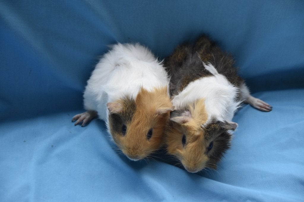 2 lieve jonge cavia's, broertjes, zoeken nieuw huisje, Dieren en Toebehoren, Cavia, Mannelijk, Tam, September