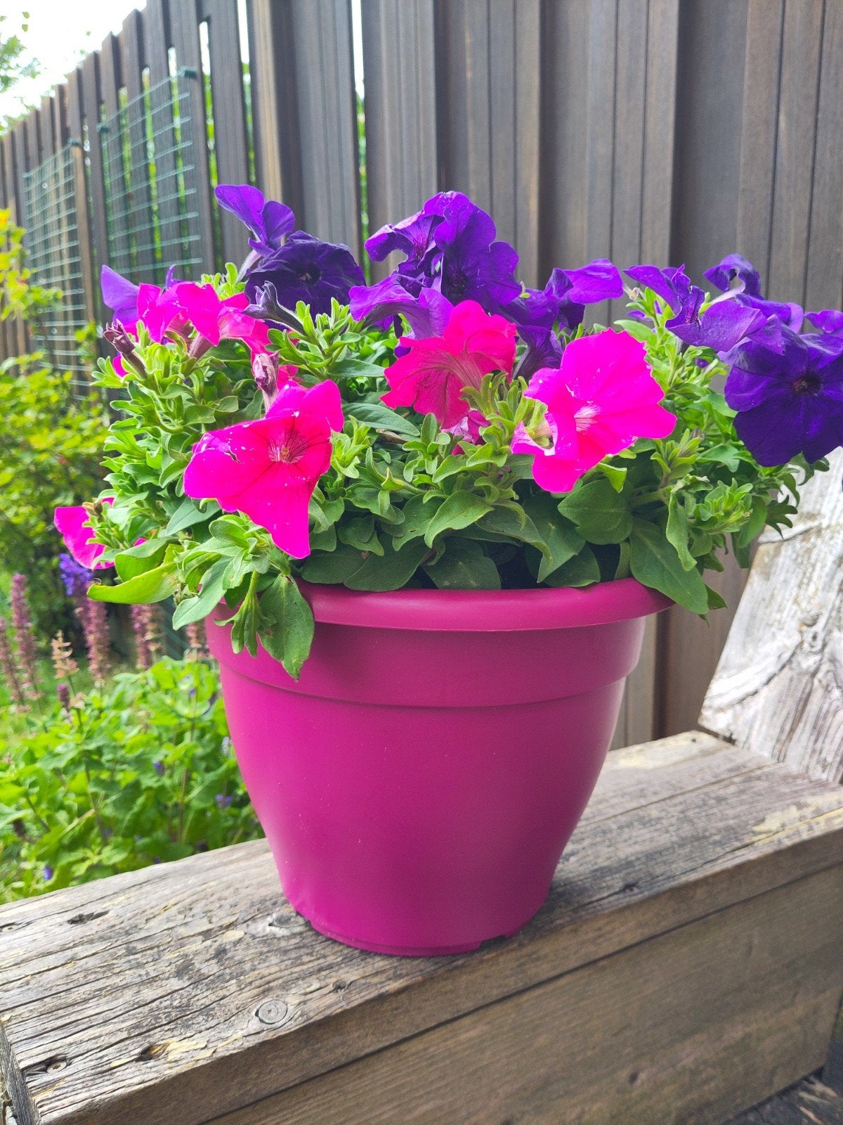 Roze bloempotten met planten, Tuin en Terras, Kunststof, Gebruikt, Rond, Minder dan 40 cm