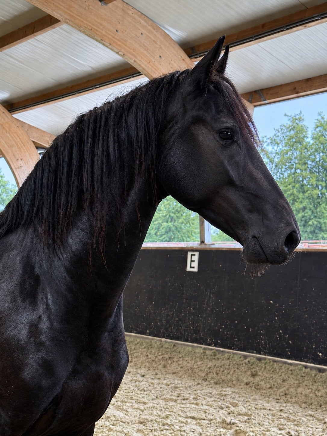 2,5 jarige Friese hengst, Dieren en Toebehoren, Hengst, Dressuurpaard, 3 tot 6 jaar