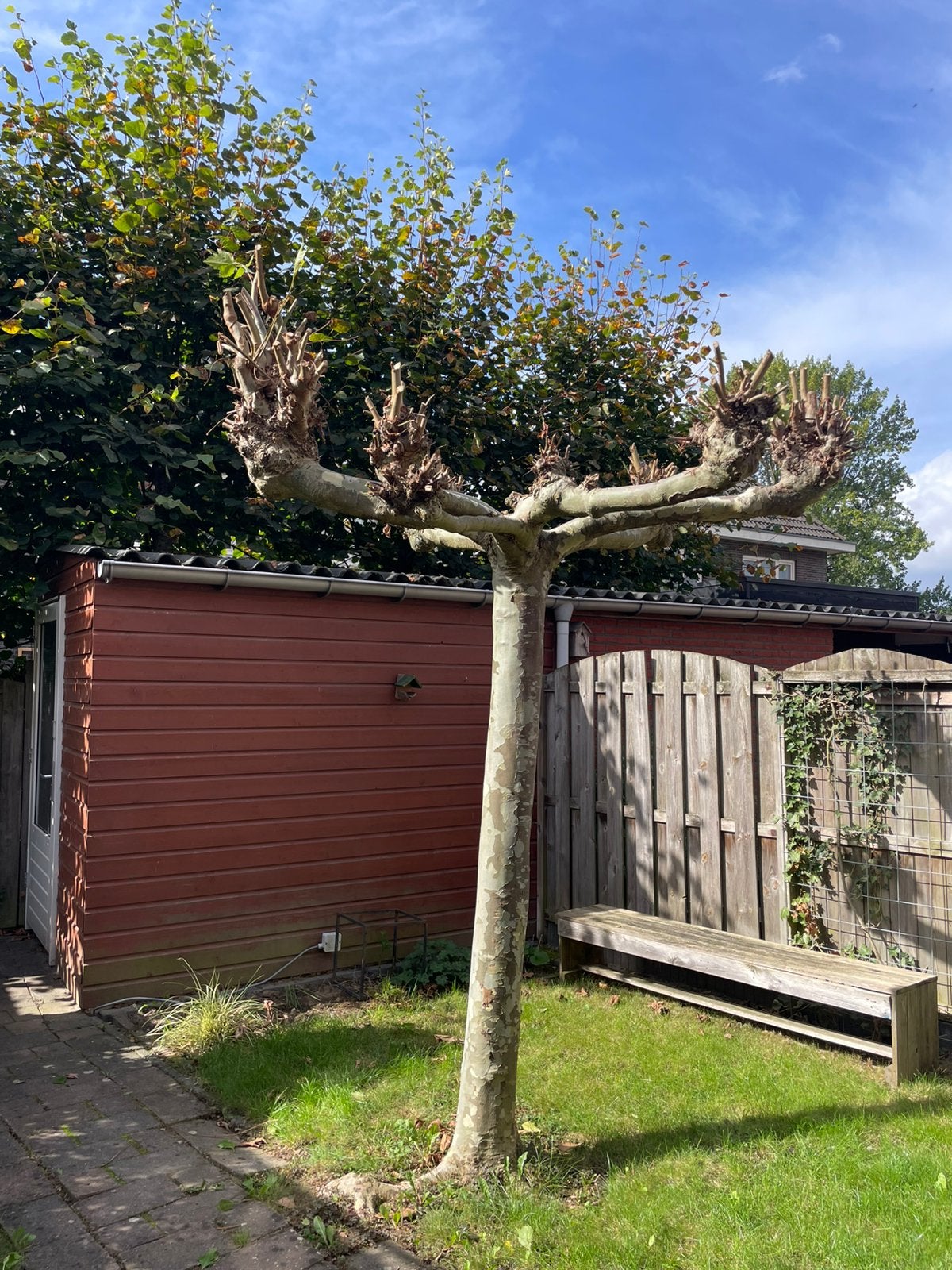 Te koop: dakplantaan, Tuin en Terras, Ophalen, Volle zon, Overige soorten