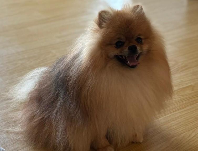 Pomeranian, Dieren en Toebehoren, Honden | Chihuahua's en Gezelschapshonden, Nederland, 1 tot 2 jaar, Eén hond, Fokker | Professioneel