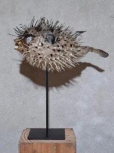 Opgezette egelvis ballonvis purpucine, Verzamelen, Dierenverzamelingen, Ophalen of Verzenden, Nieuw, Overige soorten, Opgezet dier