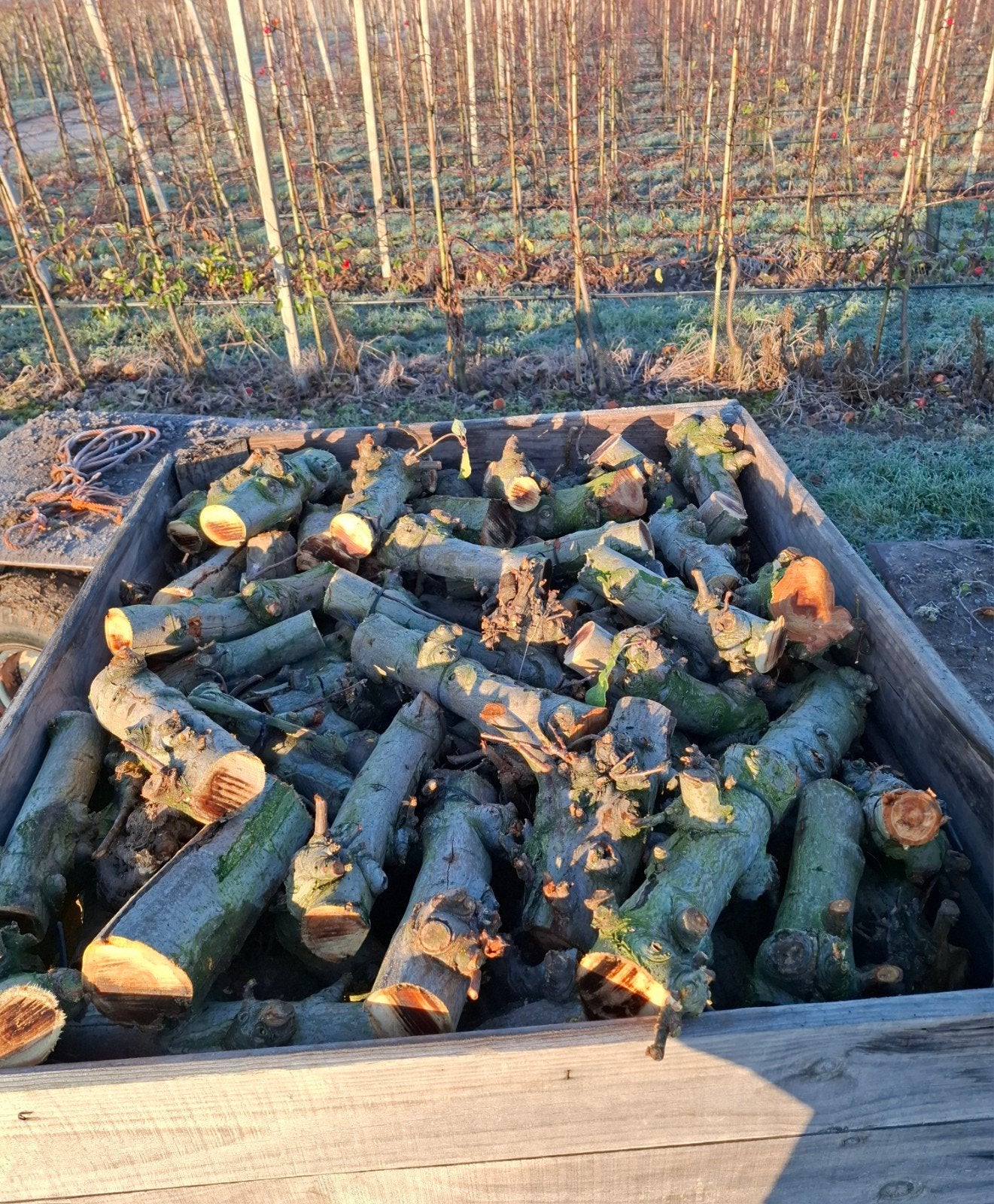 Appelhout haardhout kachelhout, Tuin en Terras, 6 m³ of meer, Ophalen of Verzenden, Overige houtsoorten, Blokken