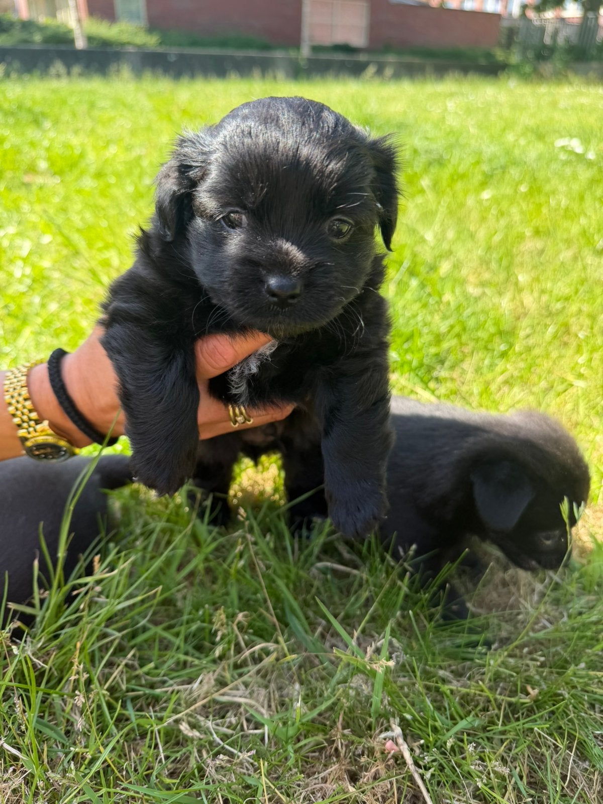 Pups pomeriaan mix jack russel, Overige rassen, Meerdere, Meerdere dieren, Nederland