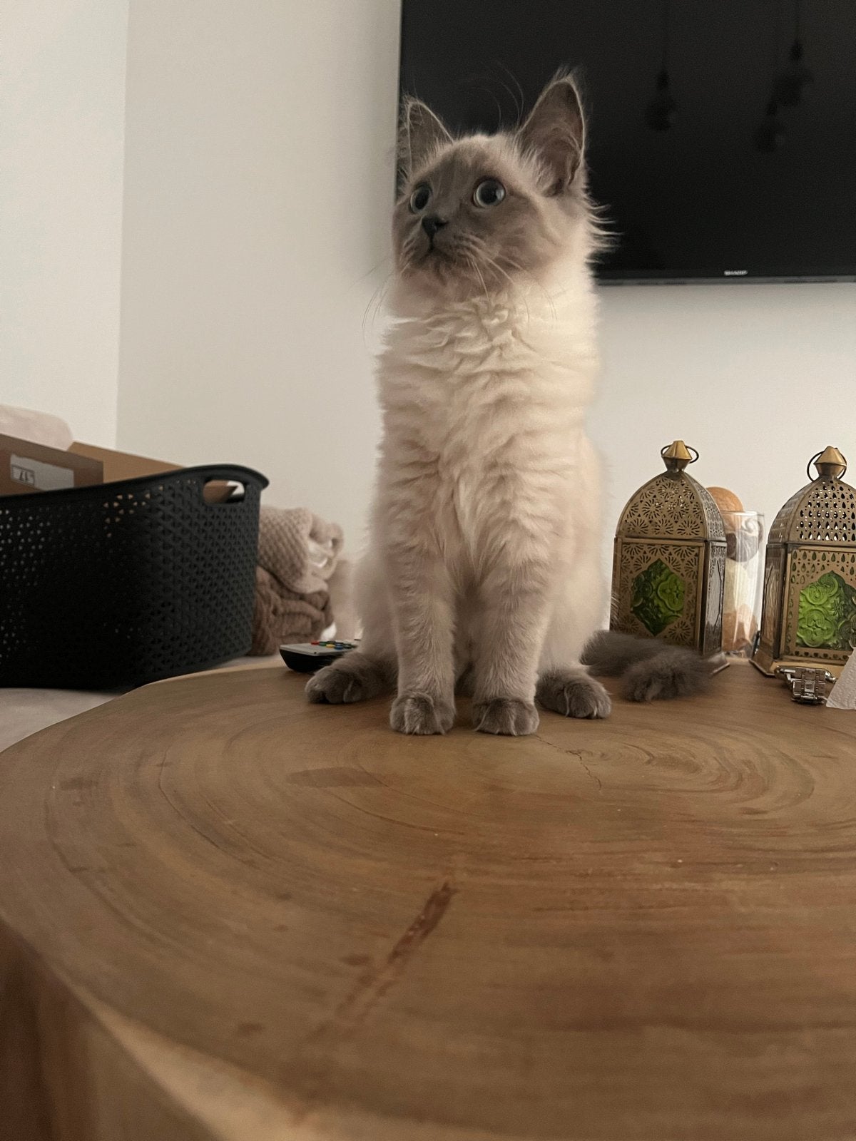 Ragdolls x Main Coons, Poes, Langharig, 0 tot 2 jaar