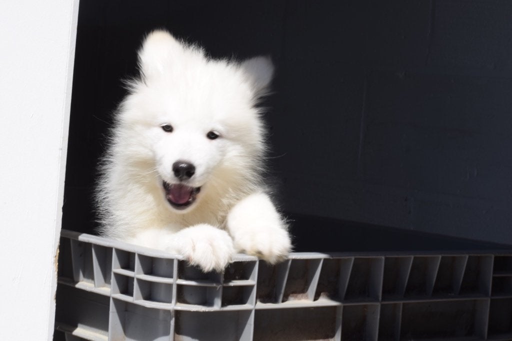 Samojeed pups, 15 weken tot 1 jaar, Overige rassen, Buitenland, Parvo