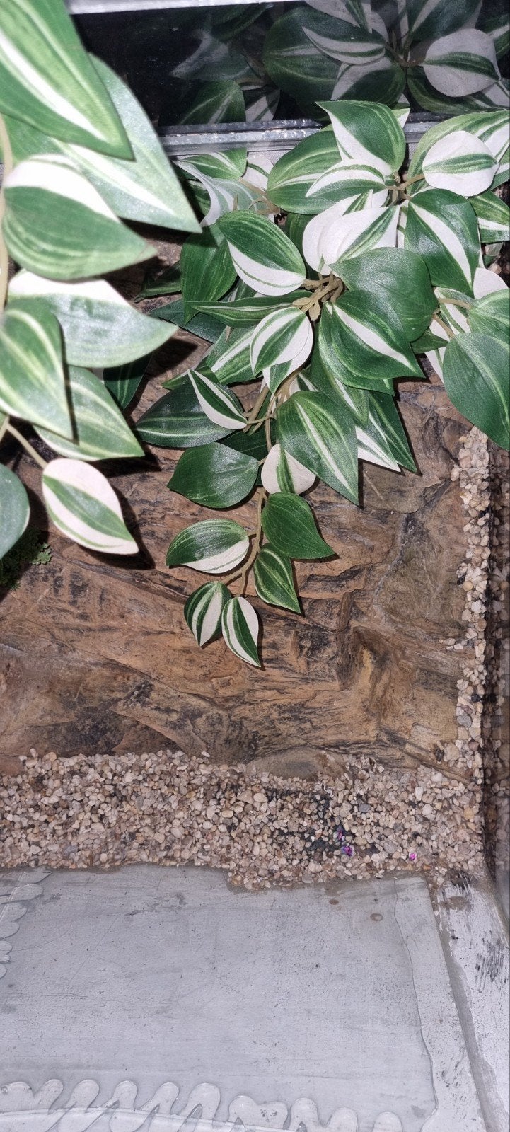 terrarium 60x50x50, Dieren en Toebehoren, Ophalen of Verzenden