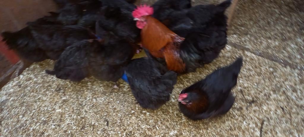 Broedeieren marans, Geslacht onbekend, Kip