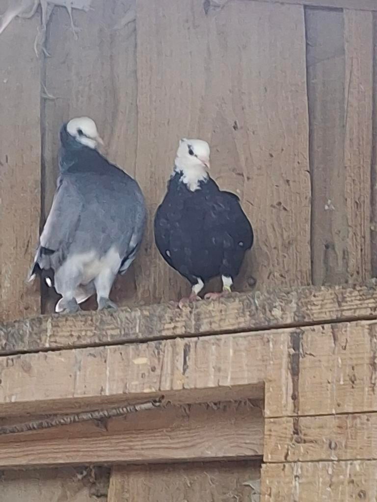 Te koop: prachtige sierduiven!, Meerdere dieren, Overige soorten
