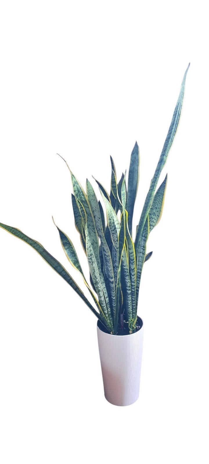 sanseveria, Ophalen, Overige soorten, Volle zon