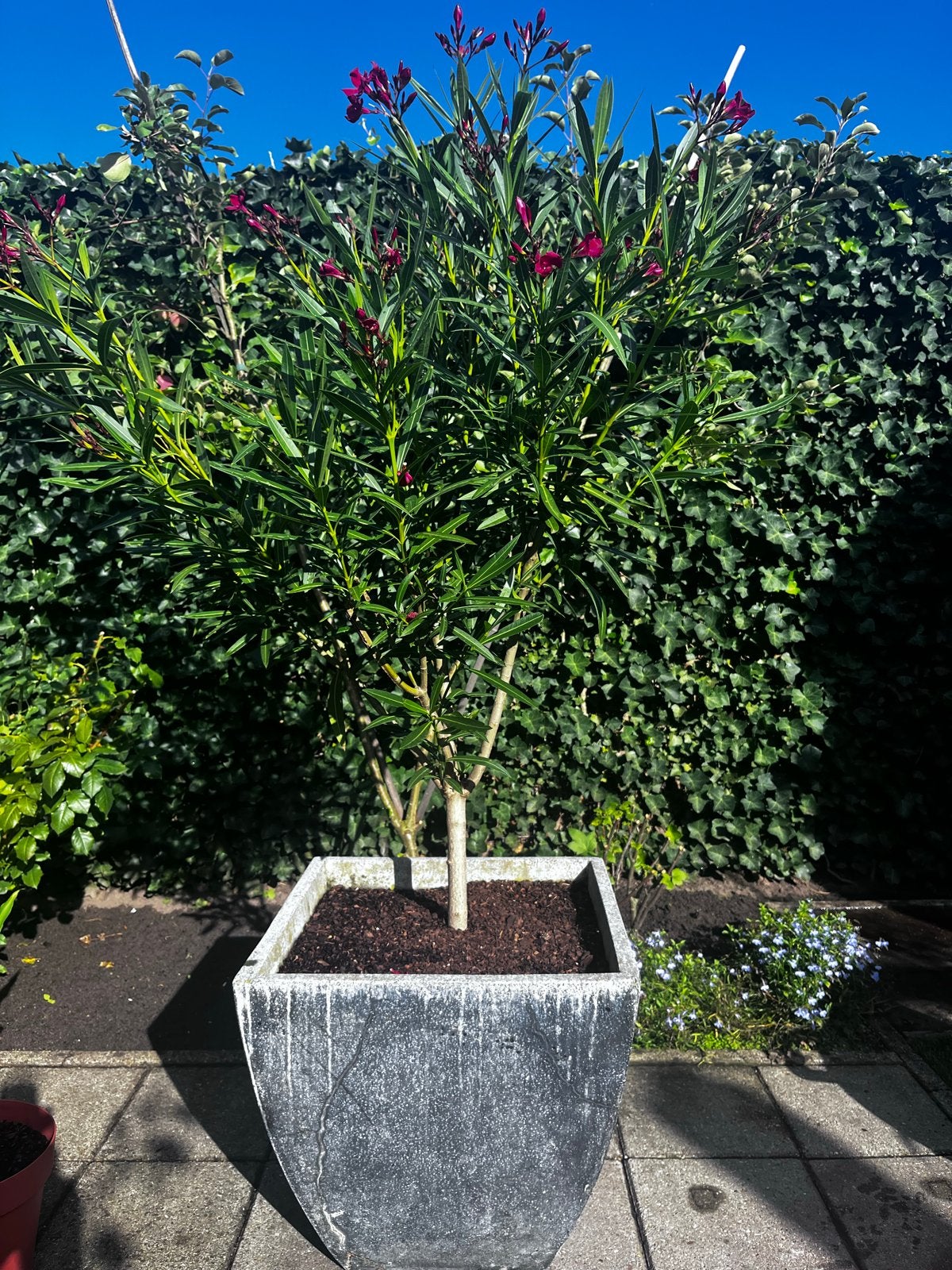 Grote Oleander in natuursteen Kuip - 1.80m hoog, Ophalen, Steen, Gebruikt, Minder dan 60 cm