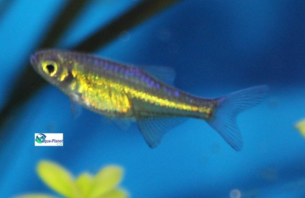 Groene Rasbora, Dieren en Toebehoren, Vis, Zoetwatervis, Schoolvis