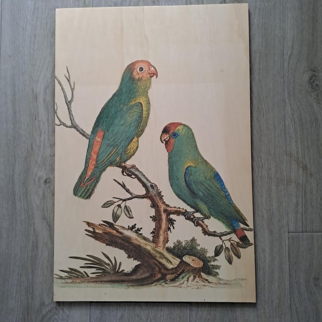 Schilderij op hout (Vogels) 60 cm, Ophalen, 50 tot 75 cm, Zo goed als nieuw, Schilderij