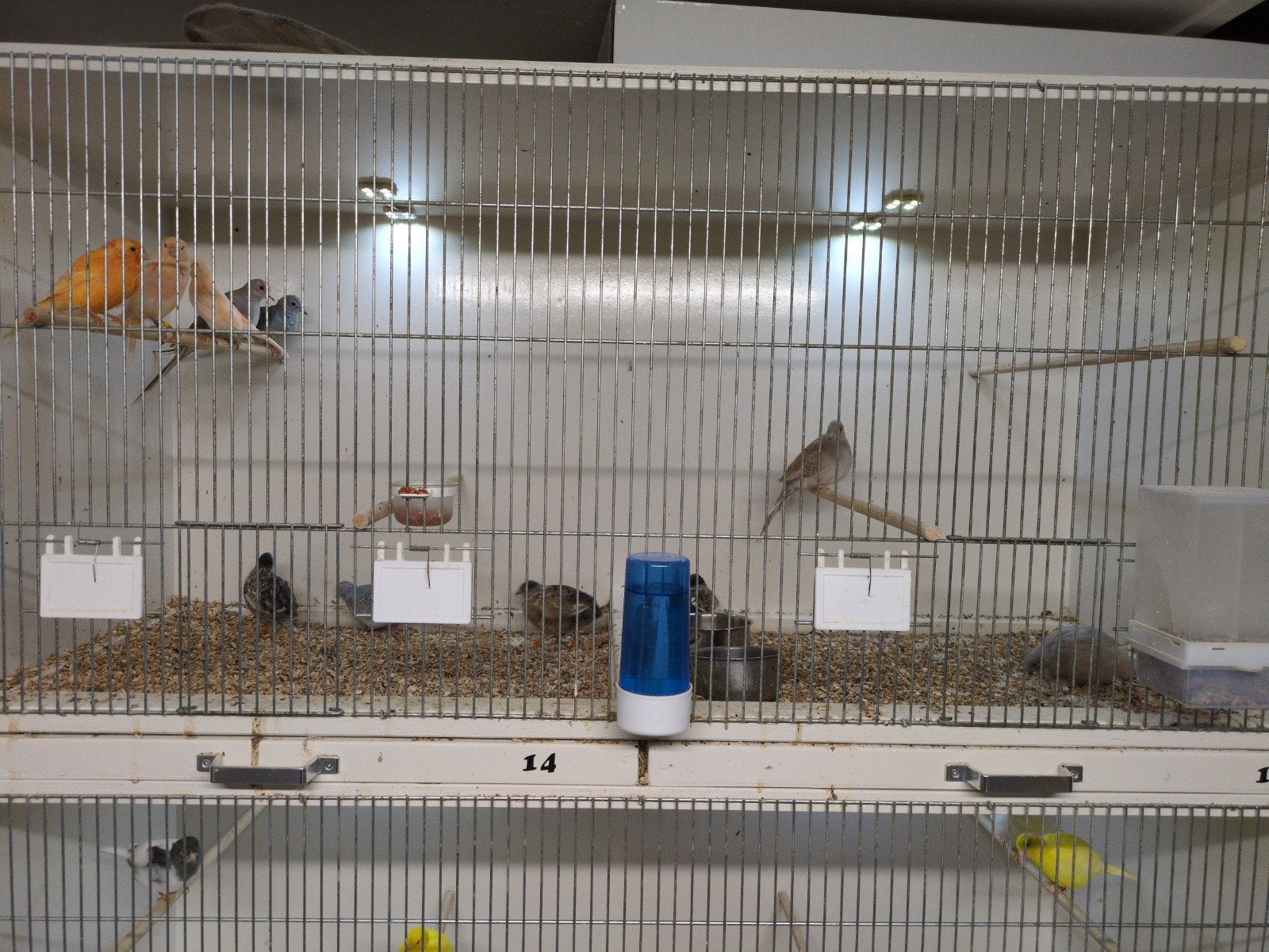 voliere vogels; kanaries, diamantduifjes, zebravinken, kwart