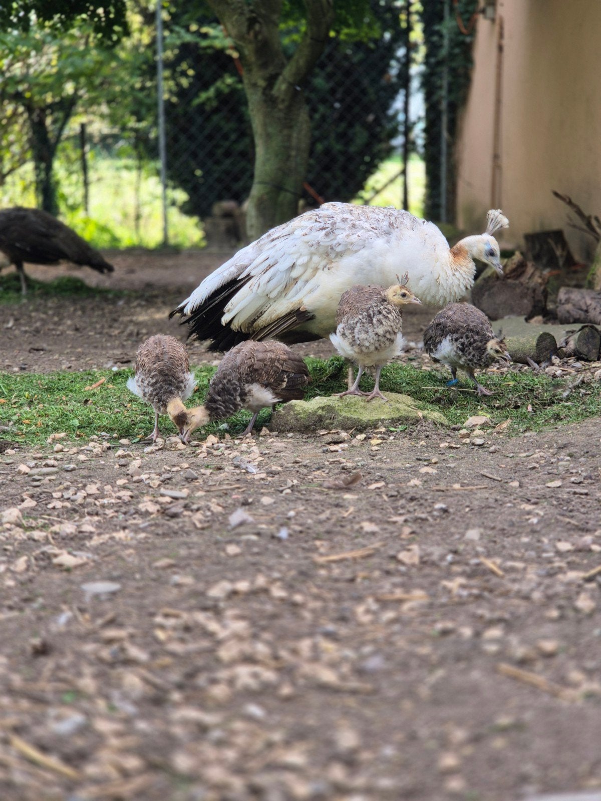 kuikens van een witte zwart vleugel pauw (mama), Dieren en Toebehoren, Meerdere dieren, Kip