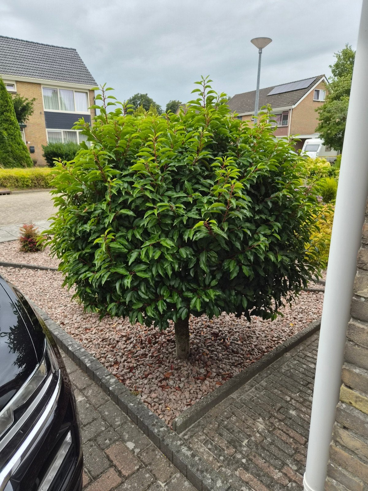 Portugese laurier, Halfschaduw, Lente, 100 tot 250 cm, Ophalen
