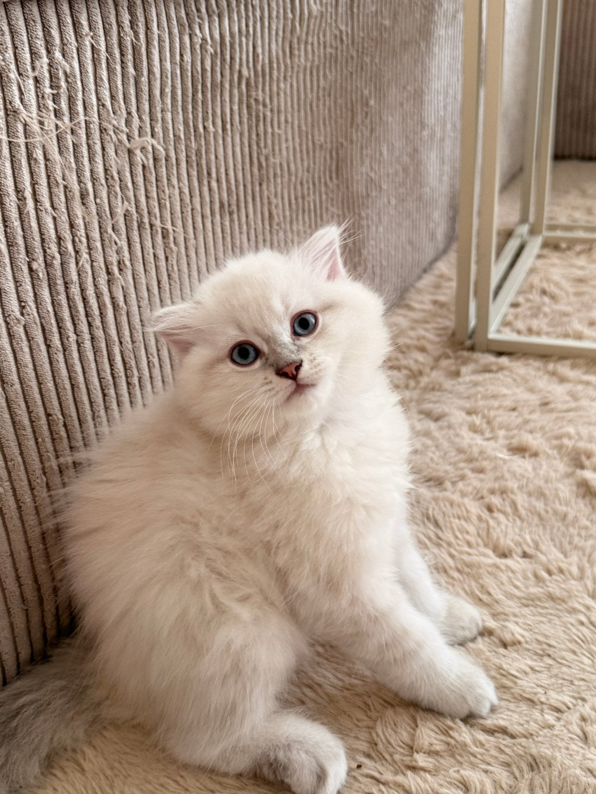 Ragdoll kittens, Meerdere dieren, Ontwormd