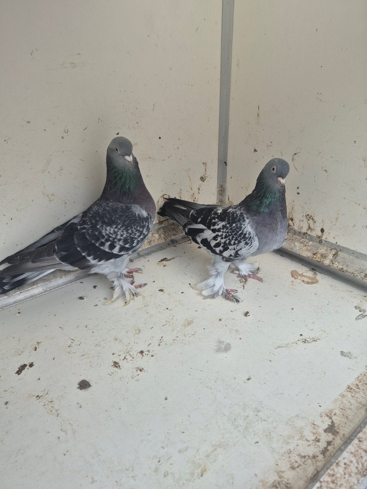 Takla, Mannelijk, Tuimelaar of Roller