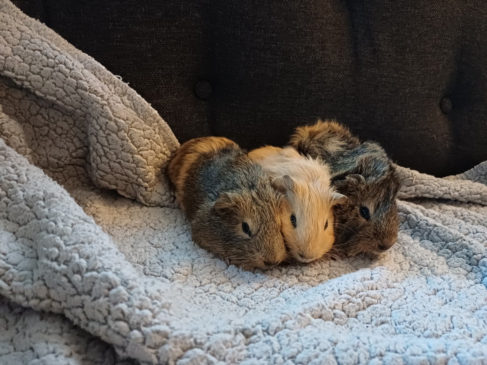 leuk nestje jonge cavia's, Dieren en Toebehoren, Knaagdieren, Augustus, Meerdere dieren, Cavia
