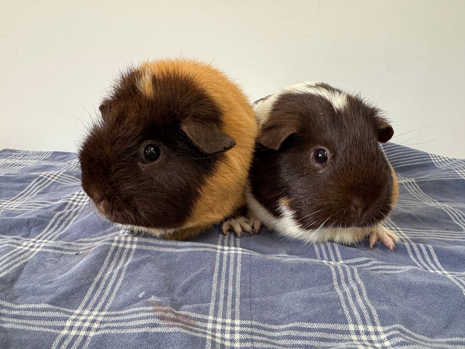Ontzettend lief koppeltje zeugjes (zusjes), Augustus, Vrouwelijk, Cavia