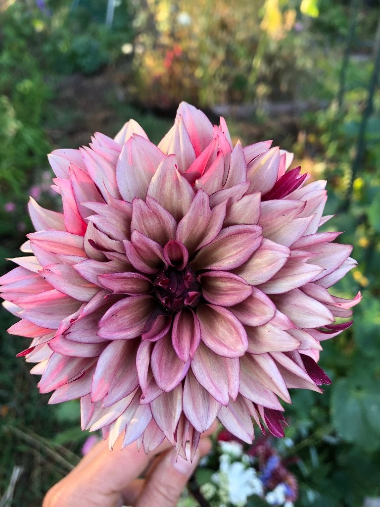 Dahlia knollen, Ophalen of Verzenden, Voorjaar, Volle zon, Knol