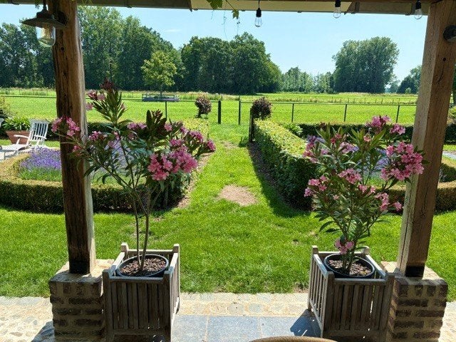 Oleander, Volle zon, Vaste plant, Zomer, Ophalen