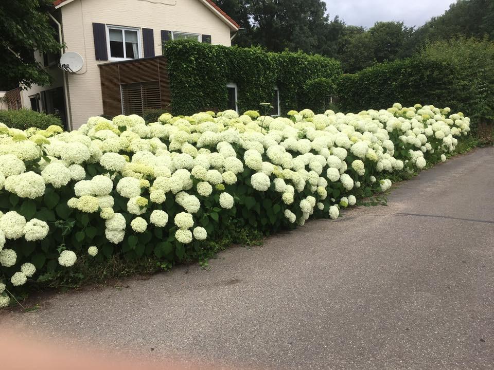Sterke grote volle Annabelle Strong Hortensia in 23 cm pot, Vaste plant, Halfschaduw, Zomer, Ophalen