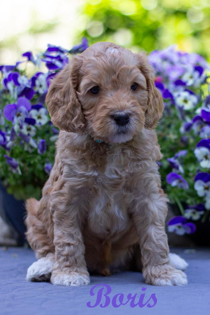Prachtige Australian Labradoodles puppy’s medium, Parvo, 8 tot 15 weken, Meerdere, Meerdere dieren