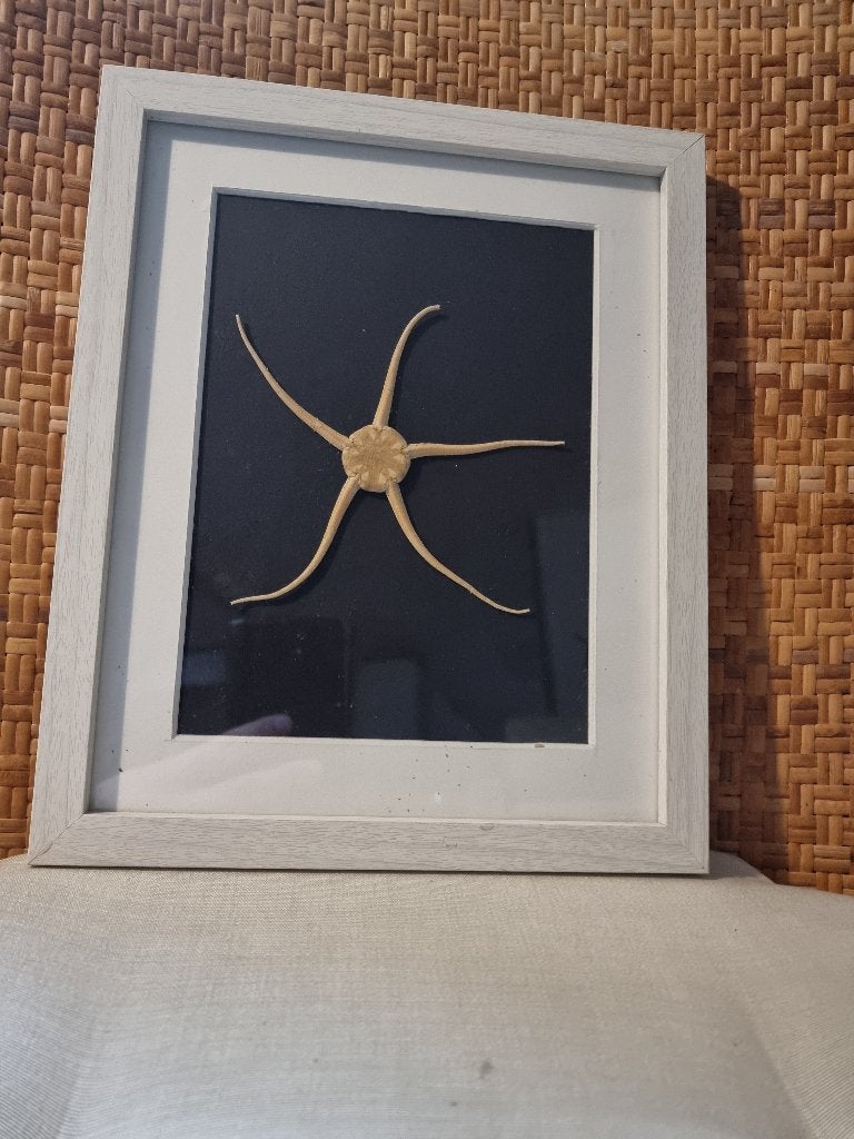 Zeester in lijst, Ophalen of Verzenden, Fossiel