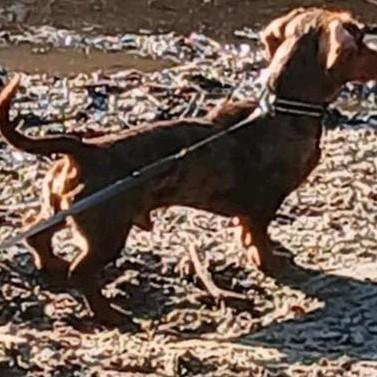 Dwergteckel Dekreu ..Niet Tekoop..❤️, Reu, Eén hond, 3 tot 5 jaar, Nederland